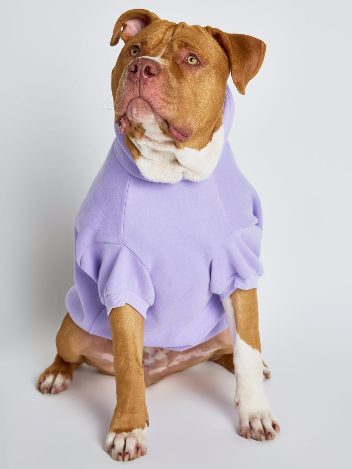 Pastel Paw Hoodie - Pre Order