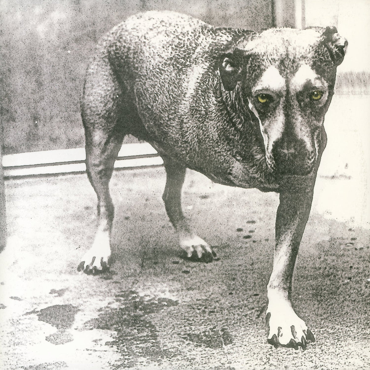 2LP - Alice In Chains - Alice In Chains