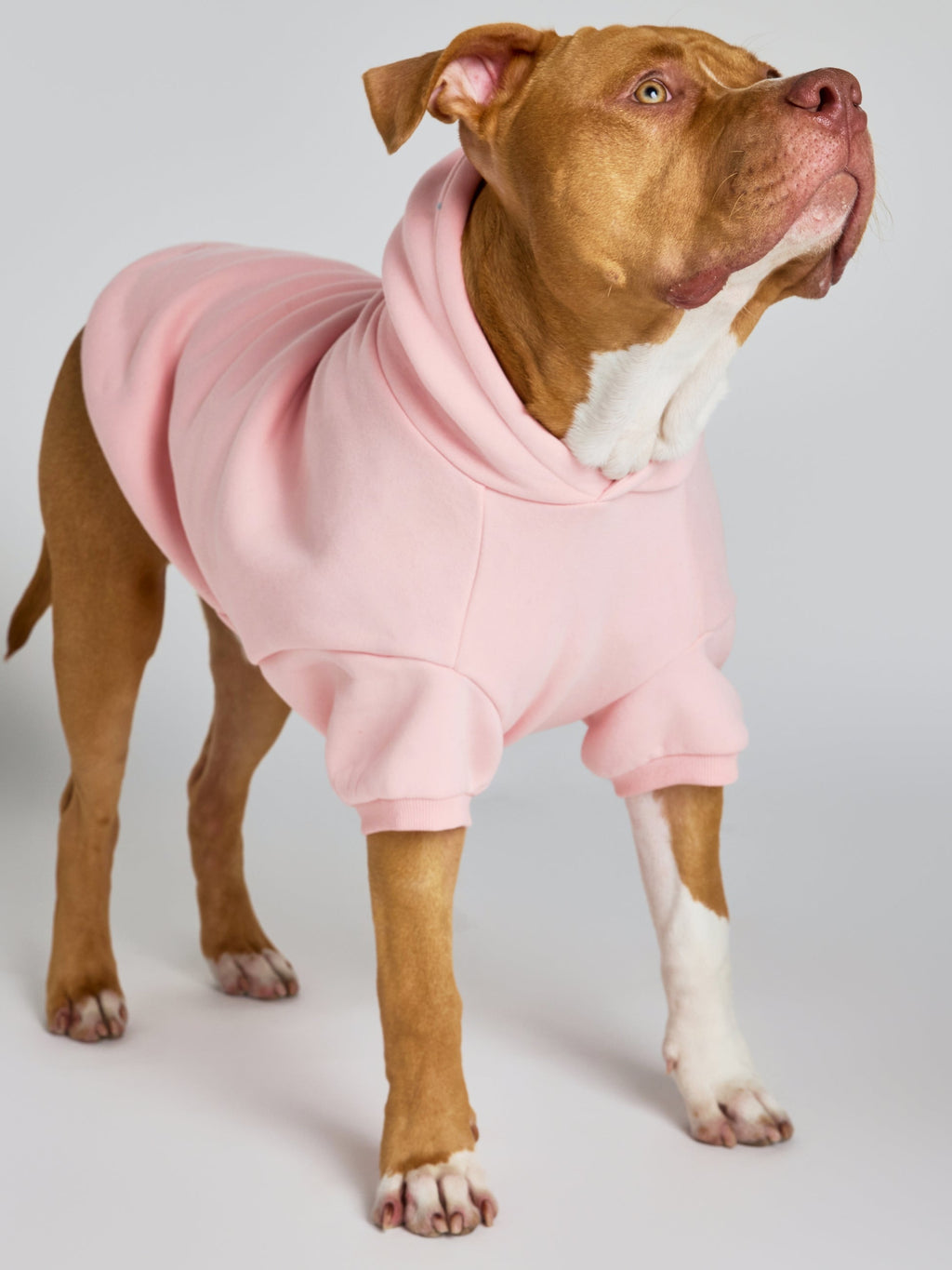 Pastel Paw Hoodie - Pre Order