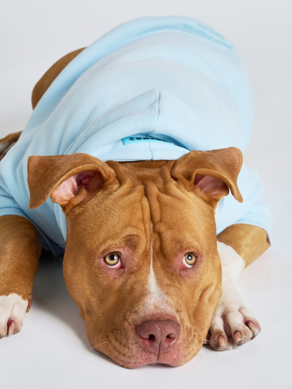 Pastel Paw Hoodie - Pre Order